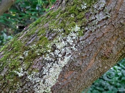 Tronc de l'Arbre de Judée, Cercis siliquastrum, Césalpinac… 