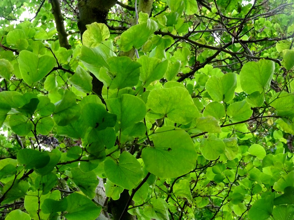Feuilles de l'Arbre de Judée, Cercis siliquastrum, Césalpi… 