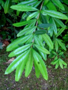 Epine-vinette de Juliana, Berberis julianae, Berbéridacées… 