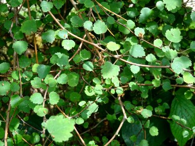 Bouleau ... , Betula , Betulacées 