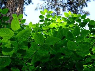 Feuilles du Micocoulier occidental ou Micocoulier de Virgi… 