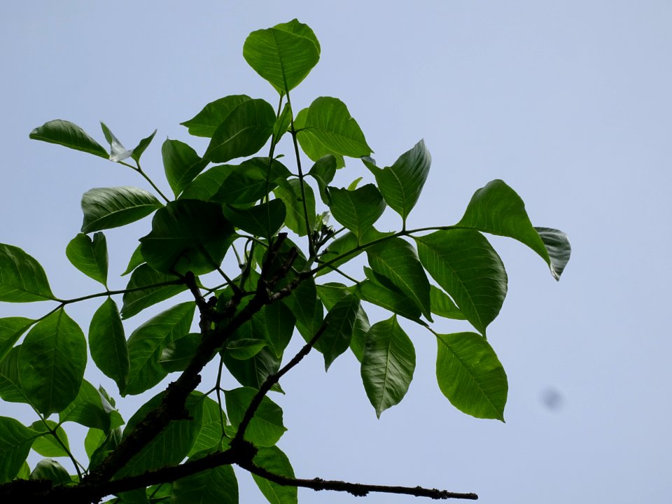 Feuilles de l'Evodia de Hou-pei ou arbre à miel, Evodia Hu… 