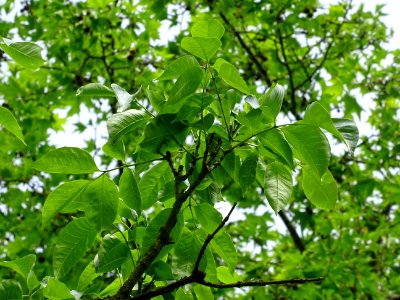 Feuilles de l'Evodia de Hou-pei ou arbre à miel, Evodia Hu… 