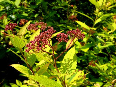 Spirée du Japon, Spirea japonica, Rosacées photo