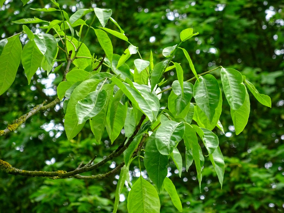 Feuilles de l'Evodia de Hou-pei ou arbre à miel, Evodia Hu… 