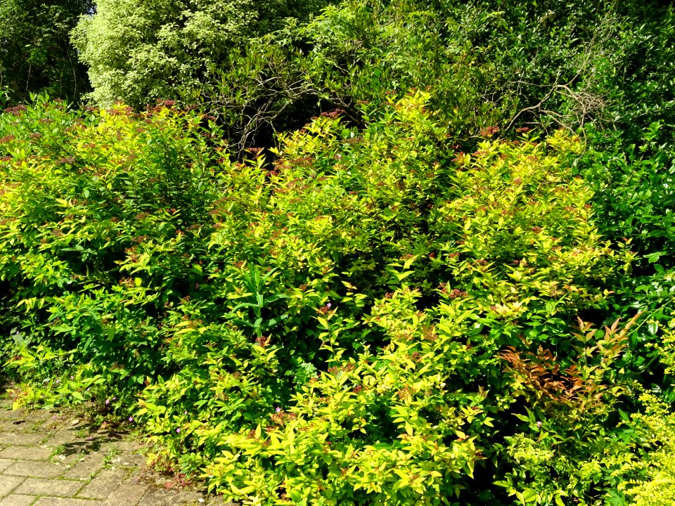 Spirée du Japon, Spirea japonica, Rosacées 