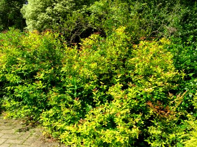 Spirée du Japon, Spirea japonica, Rosacées 