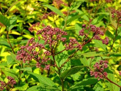 Spirée du Japon, Spirea japonica, Rosacées 