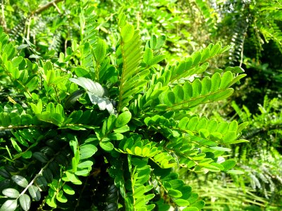 Feuilles du Kowhai à petites feuilles, Sophora microphylla… 