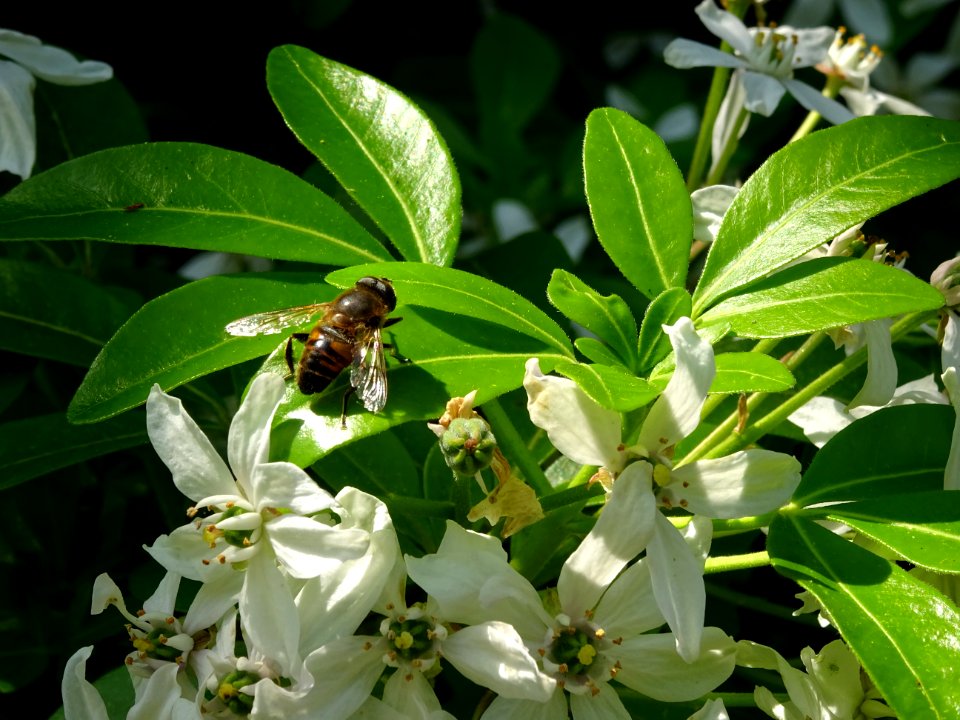Une abeille sur une feuille d'un Oranger du Mexique, Chois… 