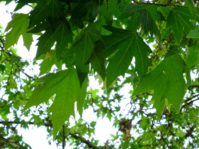 Feuilles du Platane d'Orient, Platanus orientalis, Platana… 