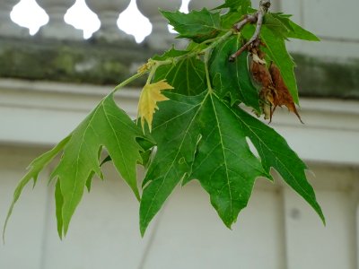 Feuilles du Platane d'Orient, Platanus orientalis, Platana… 