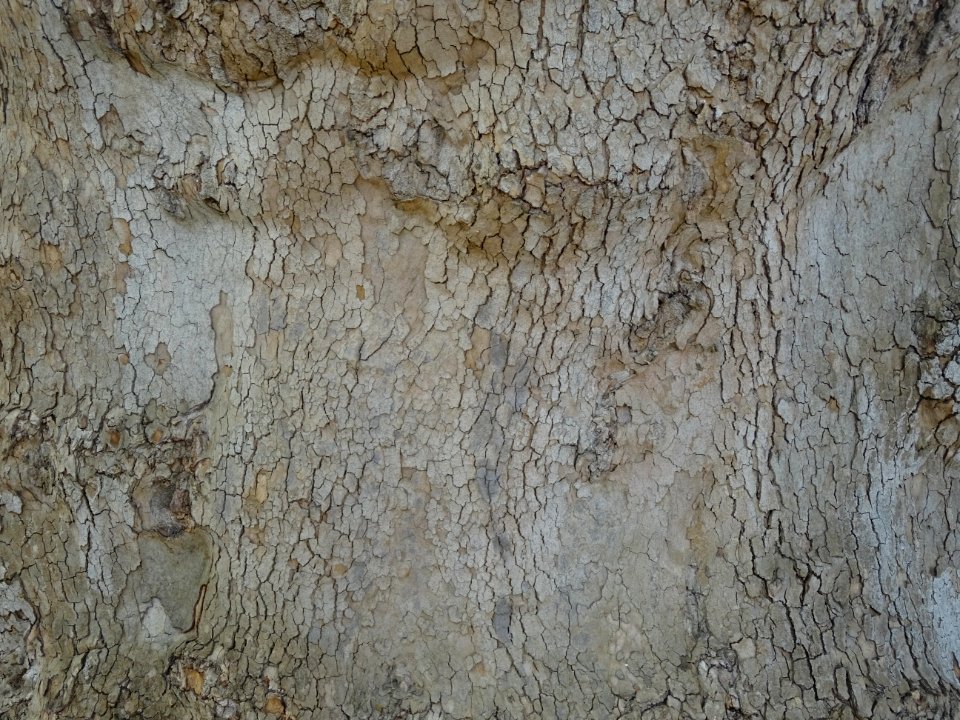 Ecorce du Platane d'Orient, Platanus orientalis, Platanacé… 