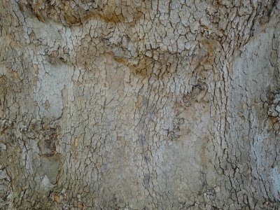 Ecorce du Platane d'Orient, Platanus orientalis, Platanacé… 
