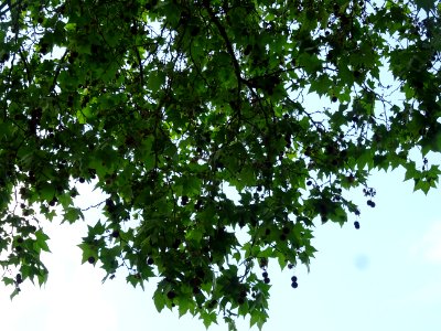 Feuilles et fruits du Platane commun, Platanus * acerifoli… 