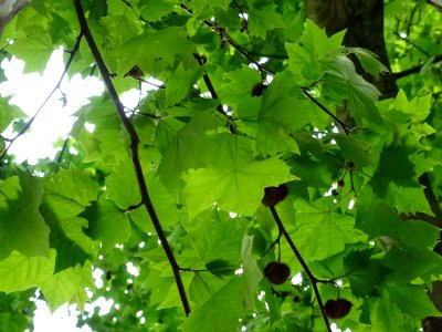 Feuilles et fruits du Platane commun, Platanus * acerifoli… 