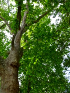 Branches et feuilles du Platane commun, Platanus * acerifo… 