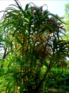 Aloès arborescent, Aloe arborescens, Aloéacées 