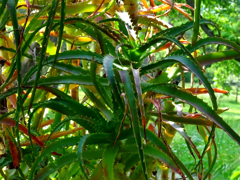Aloès arborescent, Aloe arborescens, Aloéacées 