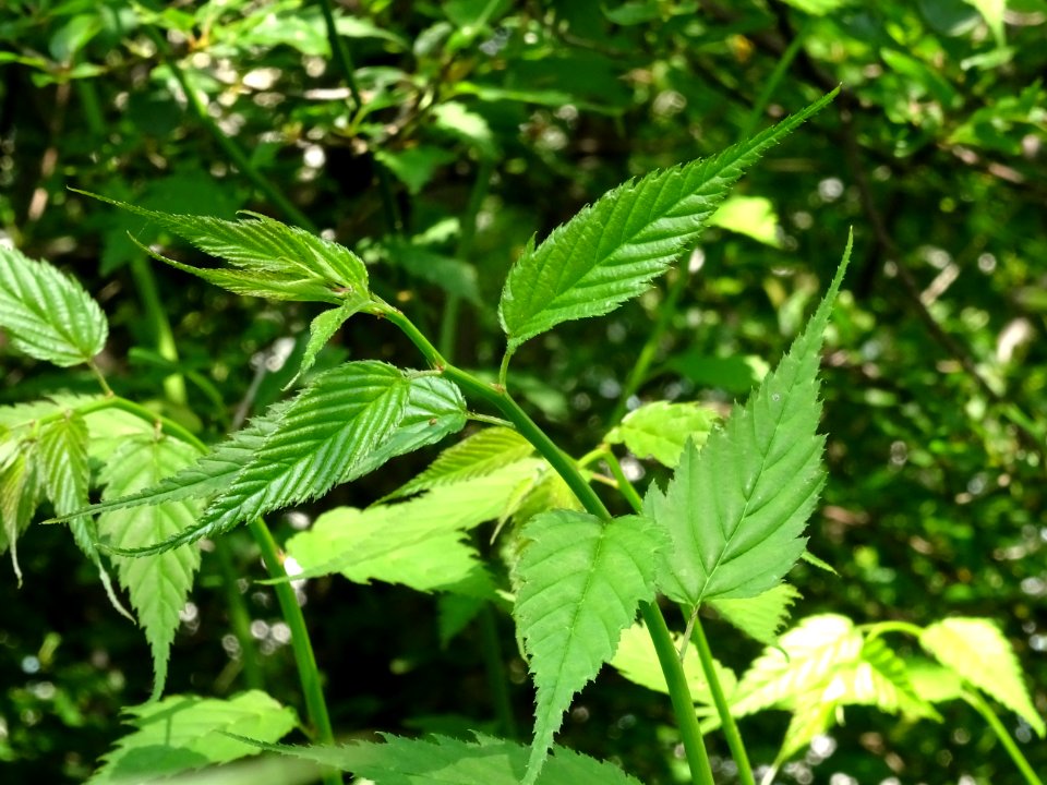 Feuilles du Corète du Japon à fleurs doubles, Kerria japon… 