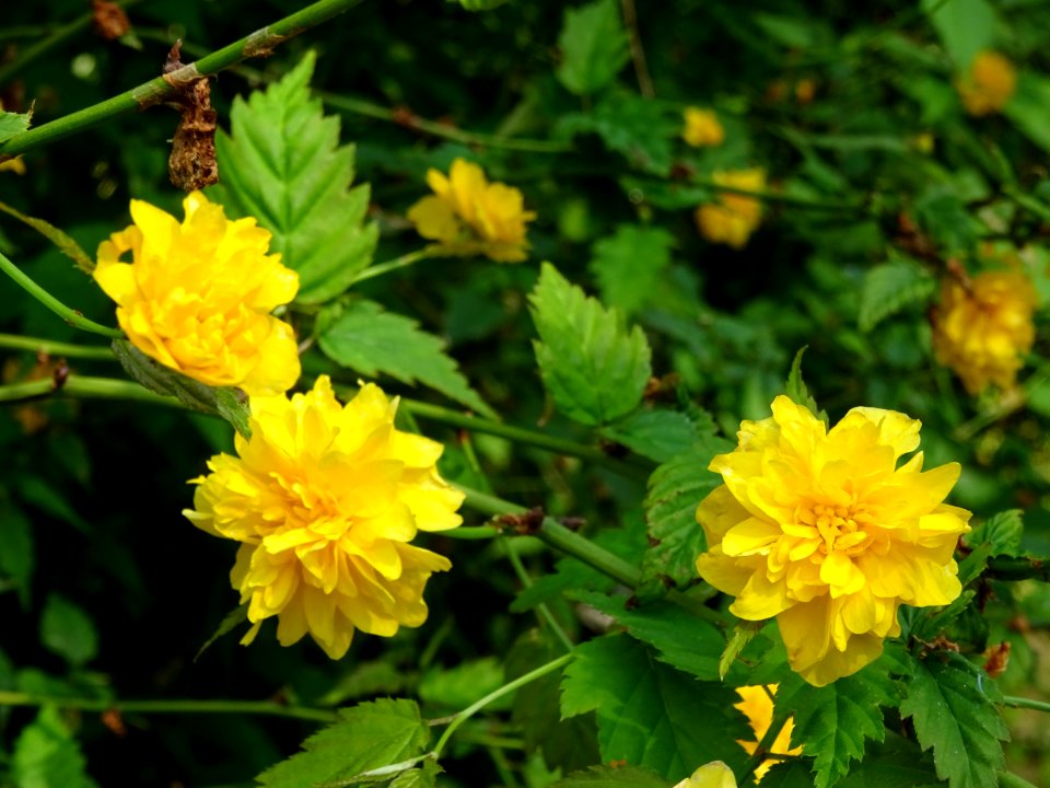 Fleurs jaunes du Corète du Japon à fleurs doubles, Kerria … 