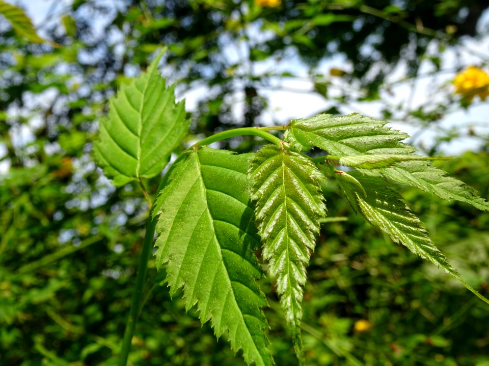 Feuilles du Corète du Japon à fleurs doubles, Kerria japon… 