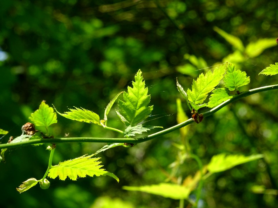 Feuilles du Corète du Japon à fleurs doubles, Kerria japon… 
