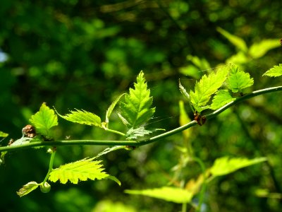 Feuilles du Corète du Japon à fleurs doubles, Kerria japon… 