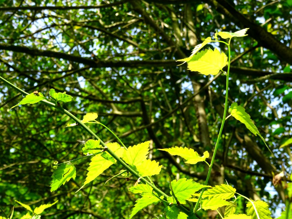 Feuilles du Corète du Japon à fleurs doubles, Kerria japon… 