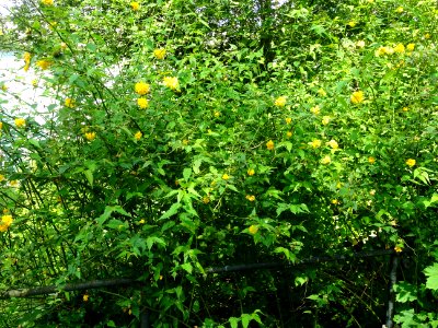 Corète du Japon à fleurs doubles, Kerria japonica pleniflo… 