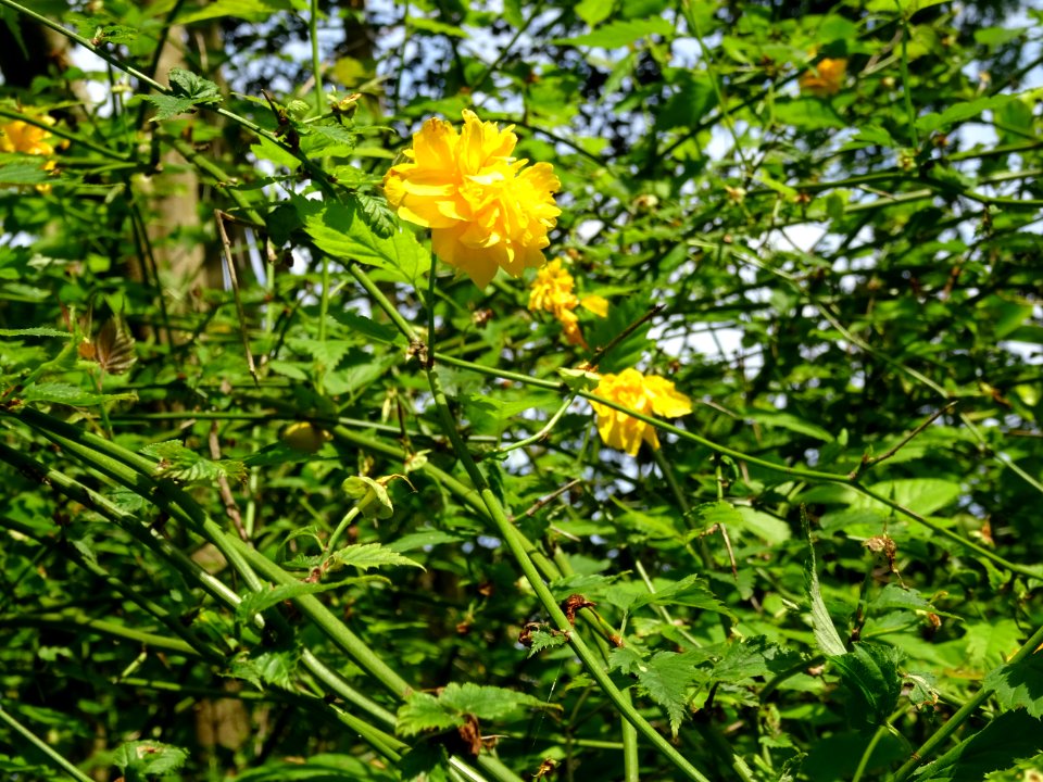 Fleurs jaunes du Corète du Japon à fleurs doubles, Kerria … 
