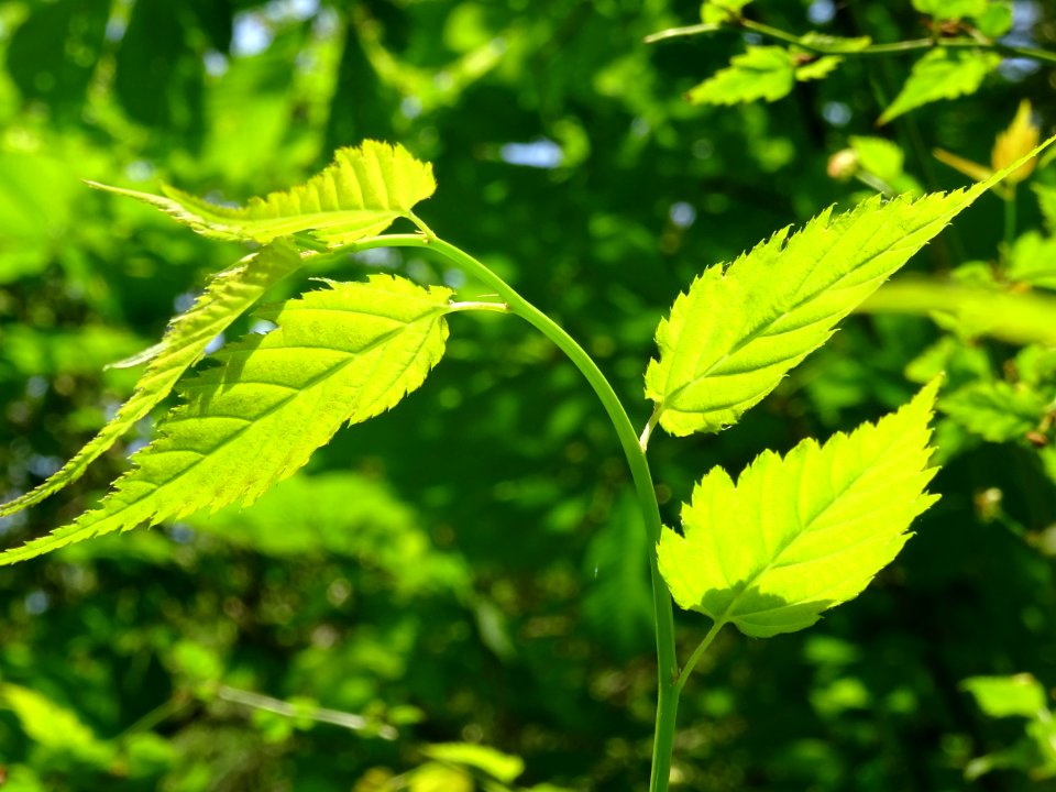 Feuilles du Corète du Japon à fleurs doubles, Kerria japon… 