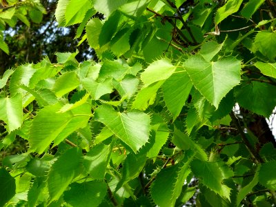 Feuilles du Tilleul de Henry, Tilia henryana, Tiliacées 