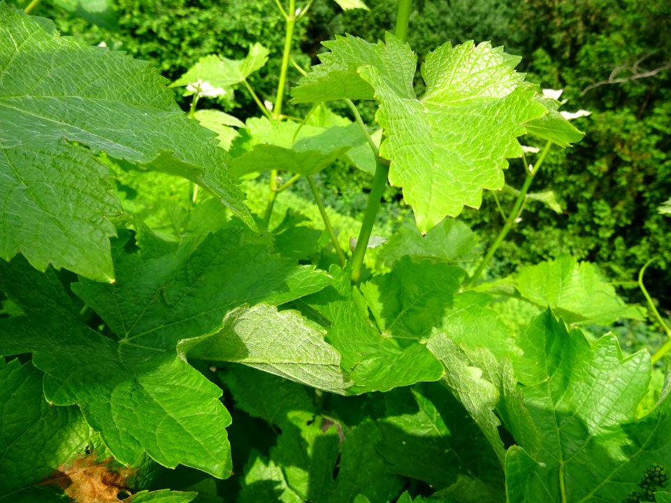 Feuilles de la Vigne cultivée, Vitis vinifera, Vitacées 