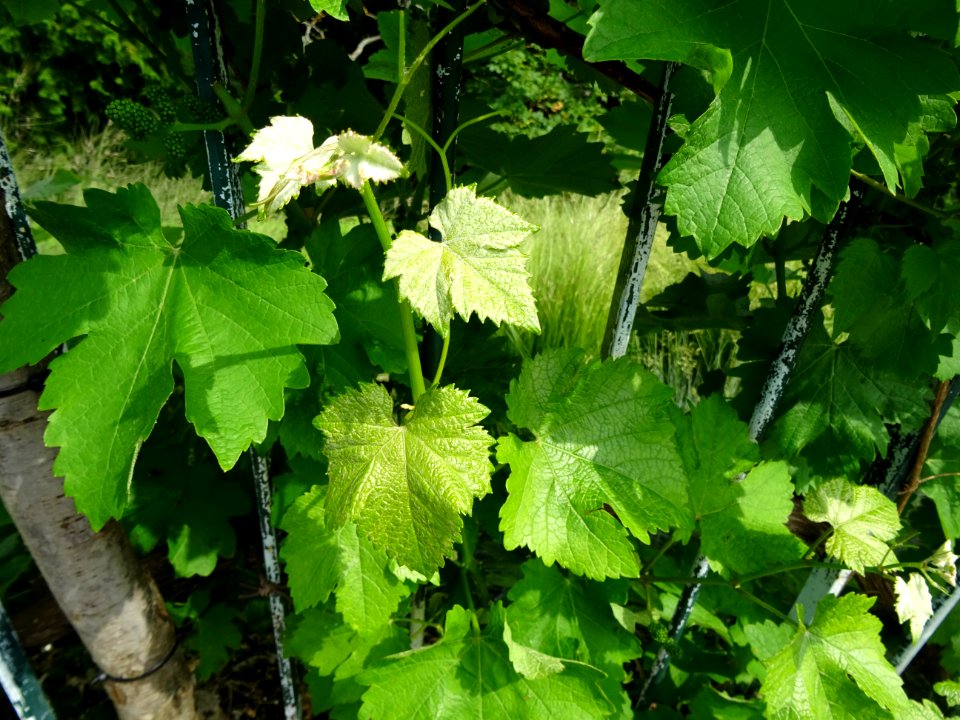 Feuilles et fruits immatures de la Vigne cultivée, Vitis v… 