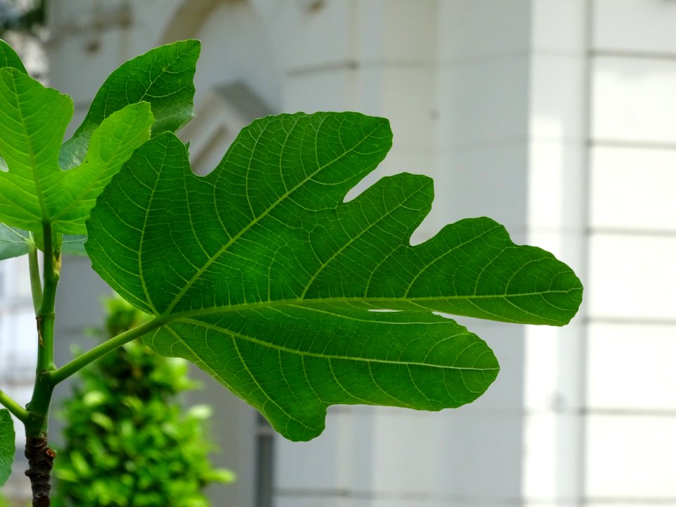 Feuilles du Figuier commun, Ficus carica, Moracées 