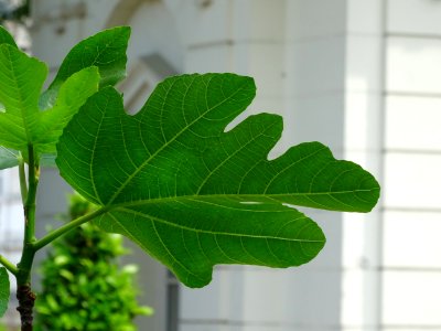 Feuilles du Figuier commun, Ficus carica, Moracées 
