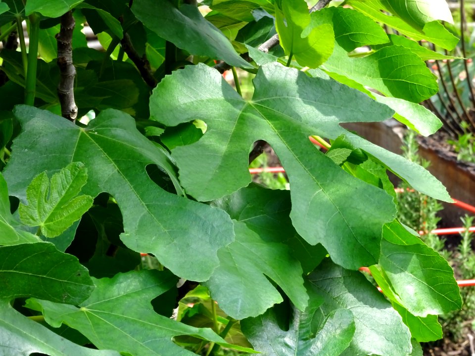 Feuilles du Figuier commun, Ficus carica, Moracées 