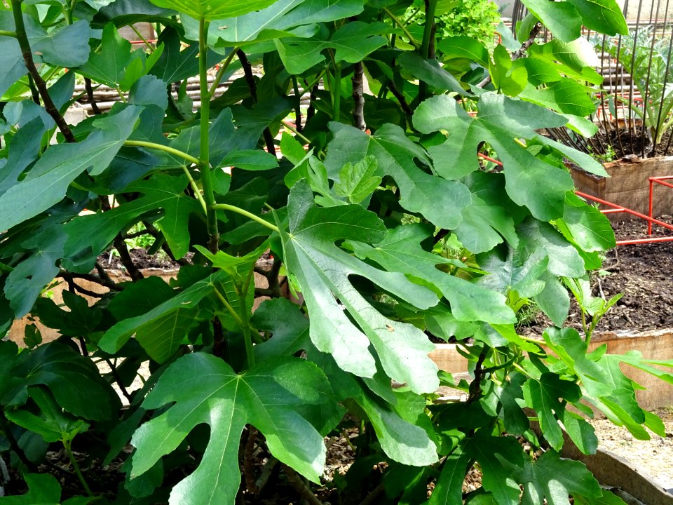 Feuilles du Figuier commun, Ficus carica, Moracées 