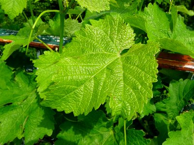 Feuilles de la Vigne cultivée, Vitis vinifera, Vitacées 