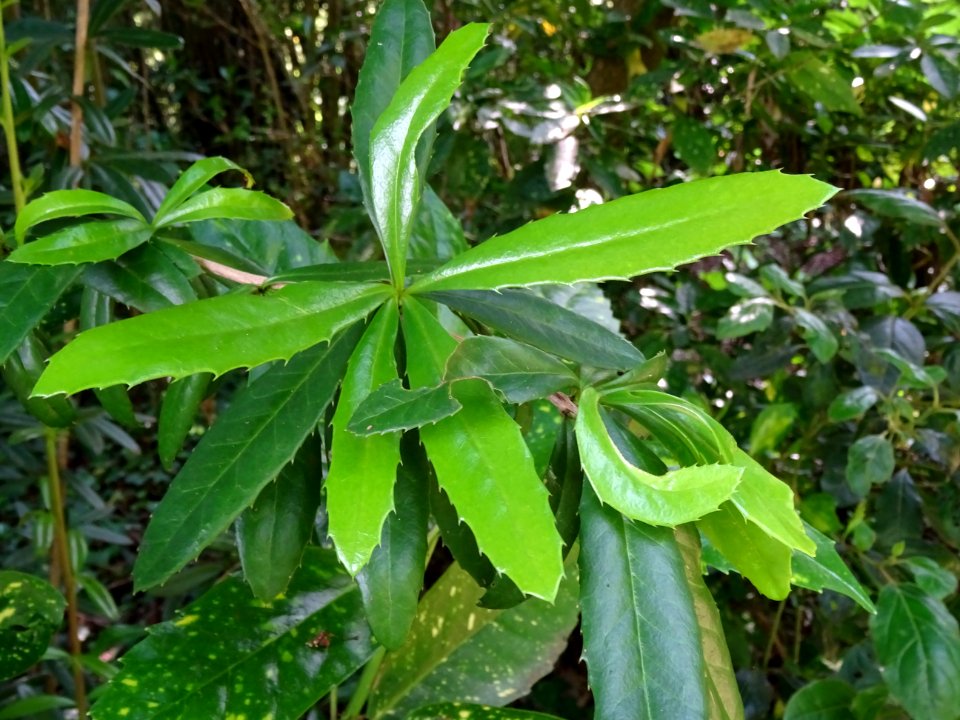 Epine-vinette de Juliana, Berberis julianae, Berbéridacées… 