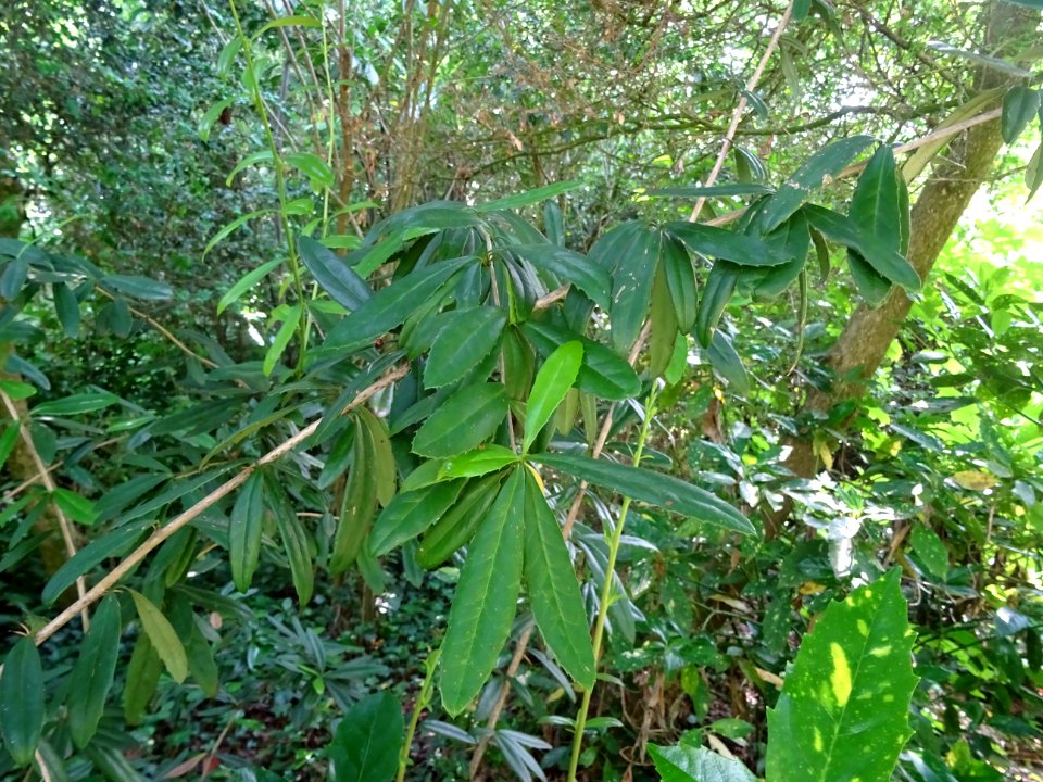Epine-vinette de Juliana, Berberis julianae, Berbéridacées… 