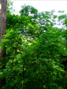 Micocoulier occidental ou Micocoulier de Virginie, Celtis … 