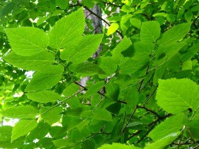 Feuilles du Micocoulier occidental ou Micocoulier de Virgi… 