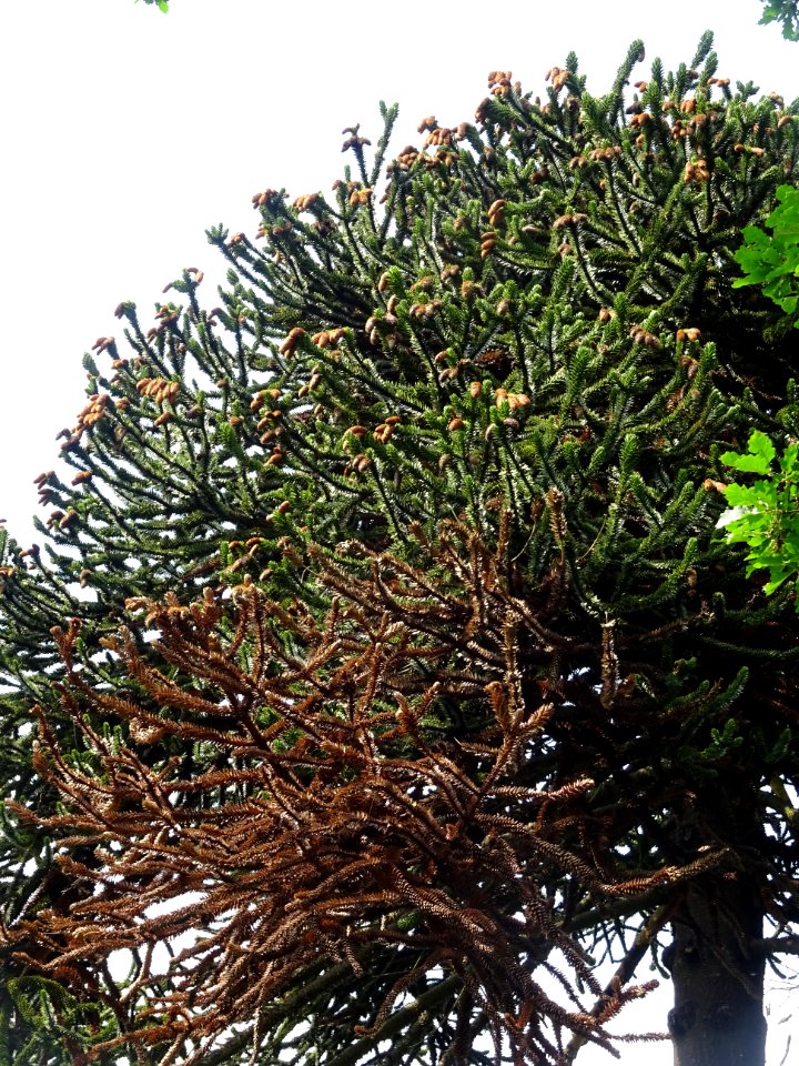 Araucaria du Chili, Araucaria araucana, Araucariacées 