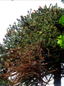 Araucaria du Chili, Araucaria araucana, Araucariacées 