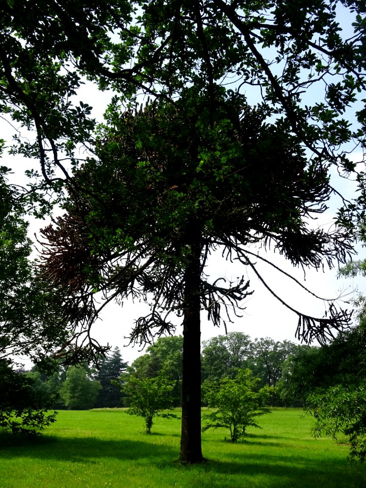 Araucaria du Chili, Araucaria araucana, Araucariacées 