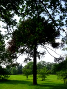 Araucaria du Chili, Araucaria araucana, Araucariacées 