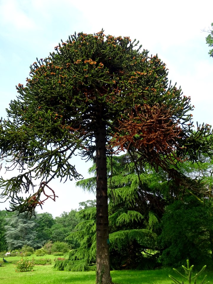 Araucaria du Chili, Araucaria araucana, Araucariacées 