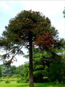 Araucaria du Chili, Araucaria araucana, Araucariacées 